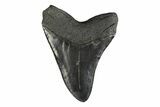 Serrated, Fossil Megalodon Tooth - South Carolina #239765-2